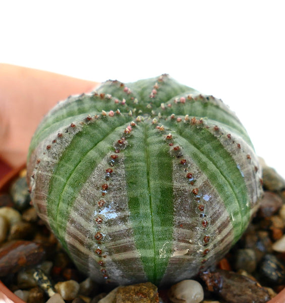 さ*た様 ユーフォルビア　オベサ ユーフォルビア・オベサ | Botanical Archive | ユニークな装飾アクセント