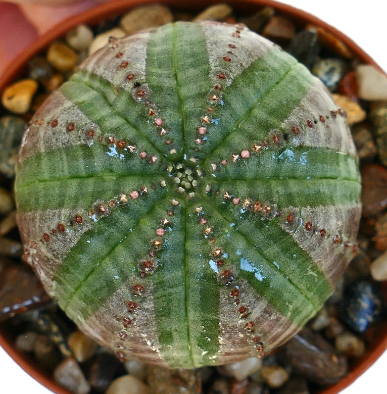 Vista superior de Euphorbia obesa mostrando sus costillas simétricas con patrones verdes y grises y pequeñas protuberancias marrón rojizo formando líneas radiales.