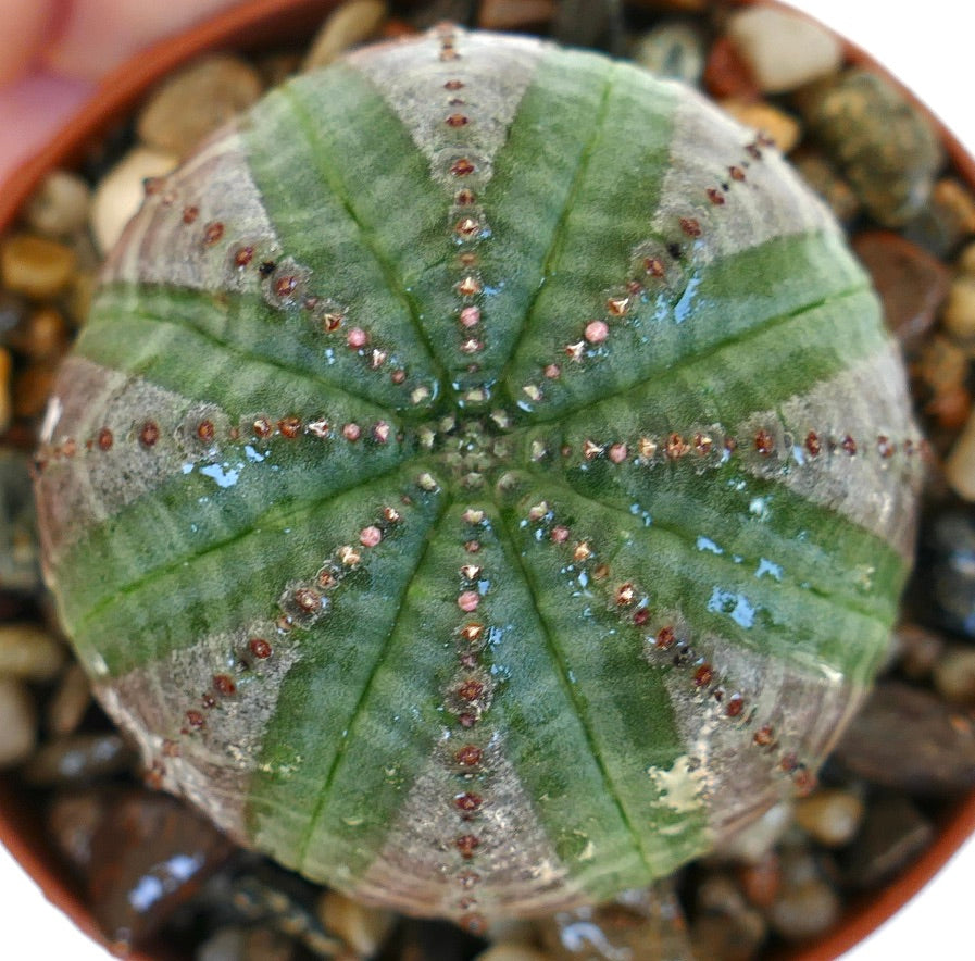 Vista aérea de la suculenta Euphorbia obesa, destacando su forma esférica, costillas rayadas en verde y gris, y crestas punteadas con pequeños crecimientos rojizos.