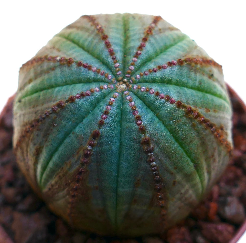 Euphorbia obesa vetplant met een afgerond geribbeld lichaam en kleine bruine areolen in pot