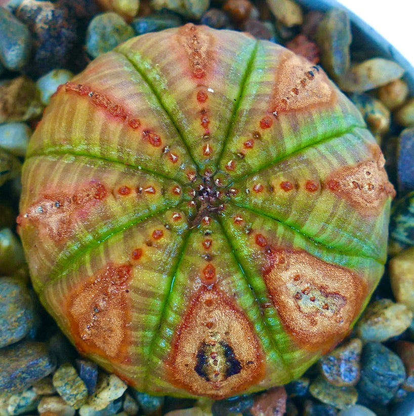 Euphorbia obesa SELECTED PATTERNS WITH MARKS, top view showing its ribbed spherical body with green and brown striping, dotted tubercles, and large triangular brown patches along the ribs.