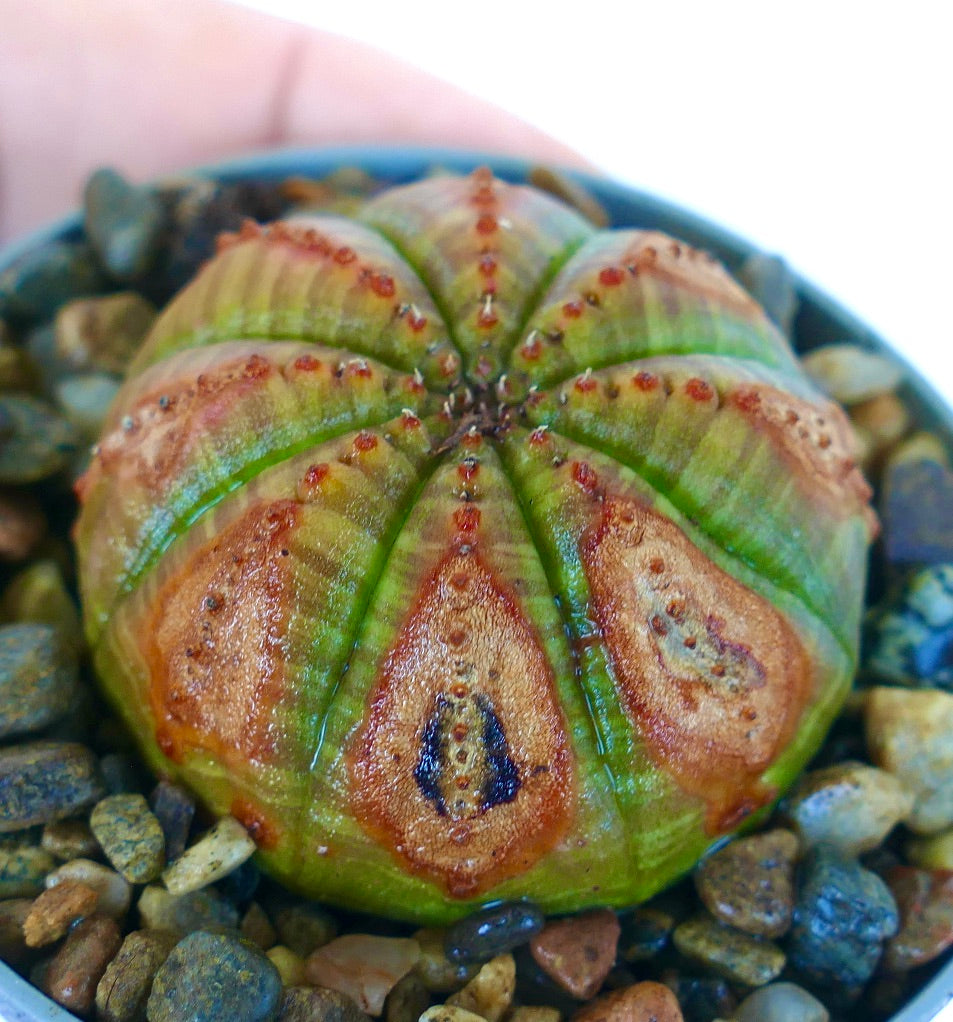 Rare Euphorbia obesa SELECTED PATTERNS WITH MARKS cactus, side view highlighting its rounded ball shape with vivid green ribs, symmetrical brown markings, and pebble substrate.