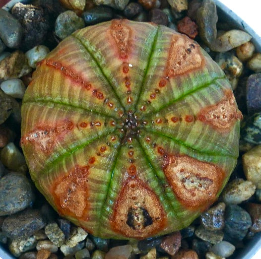Collectible Euphorbia obesa SELECTED PATTERNS WITH MARKS hybrid, photographed from above, displaying its symmetrical rib structure, green base color, and bold patterned brown spots.