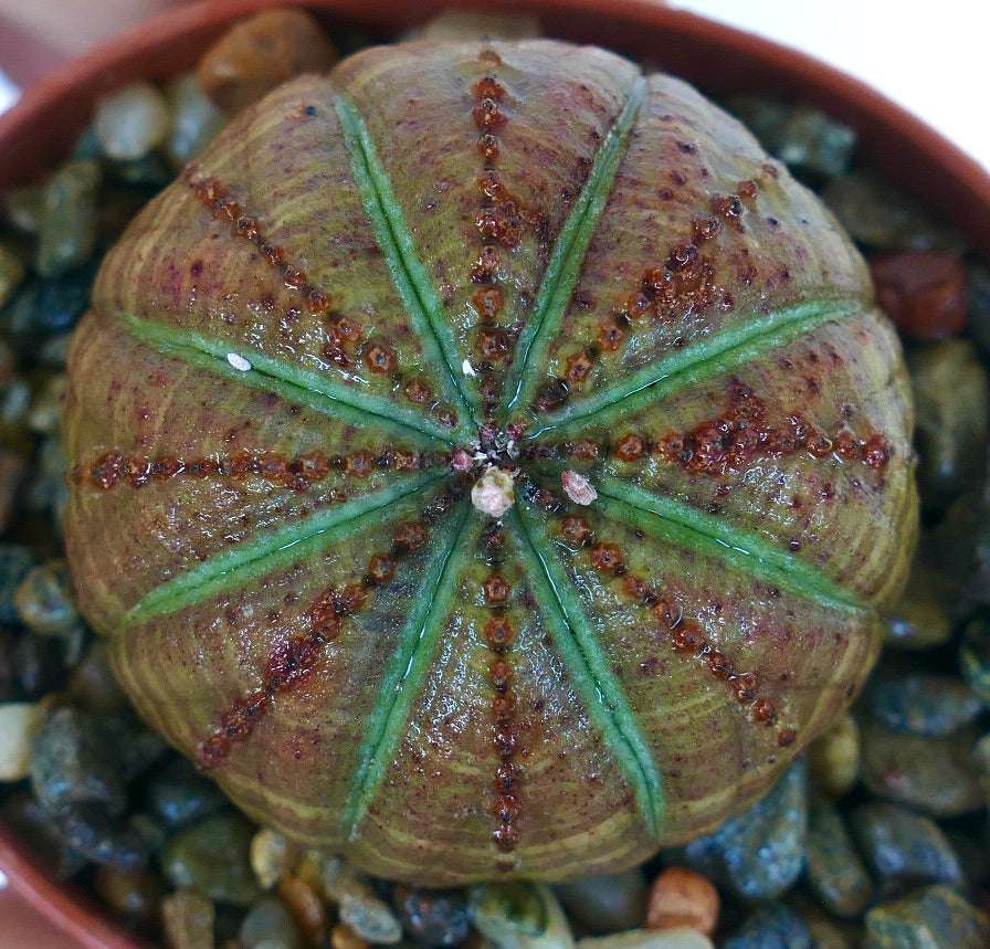 Rare Euphorbia obesa SELECTED PATTERNS succulent, spherical with symmetrical ribs, olive-green skin, and distinctive brown dotted lines running along each rib, growing in rocky soil.