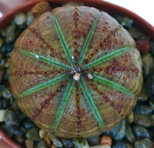 Suculenta rara Euphorbia obesa con PATRONES SELECCIONADOS, esférica con costillas simétricas, piel verde oliva y distintivas líneas punteadas marrones que corren a lo largo de cada costilla, creciendo en suelo rocoso.