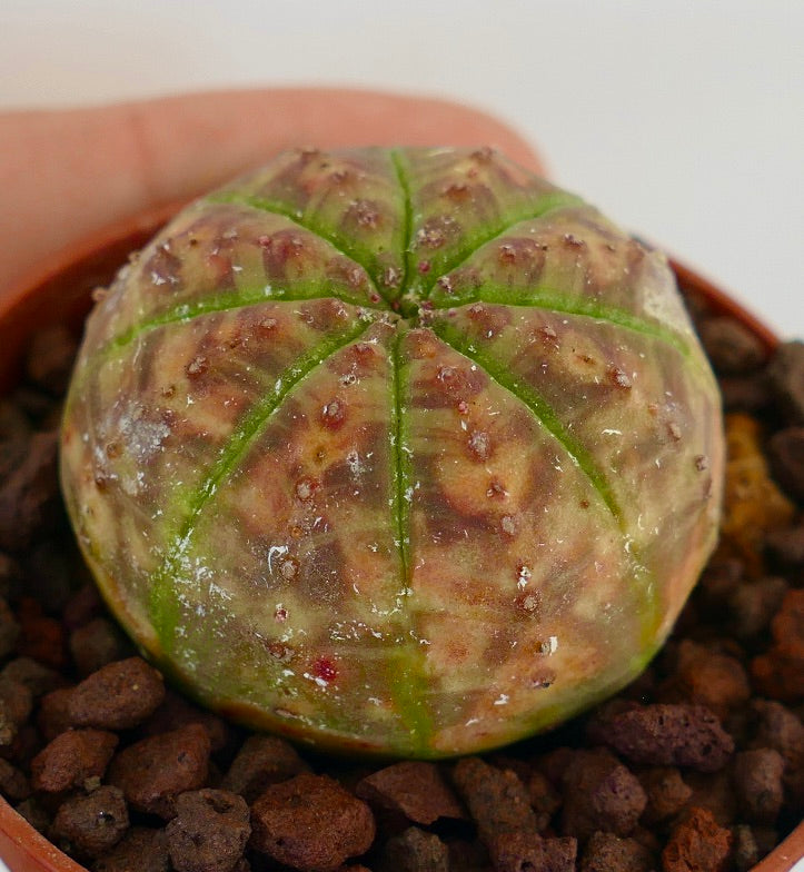 Suculenta Euphorbia obesa con estructura redondeada acanalada y superficie moteada en verde y marrón