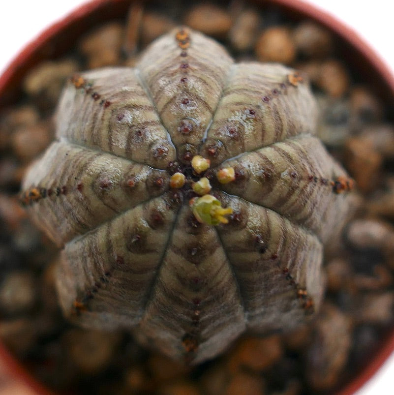 Euphorbia obesa raro succulento con corpo arrotondato costolato e piccoli boccioli gialli