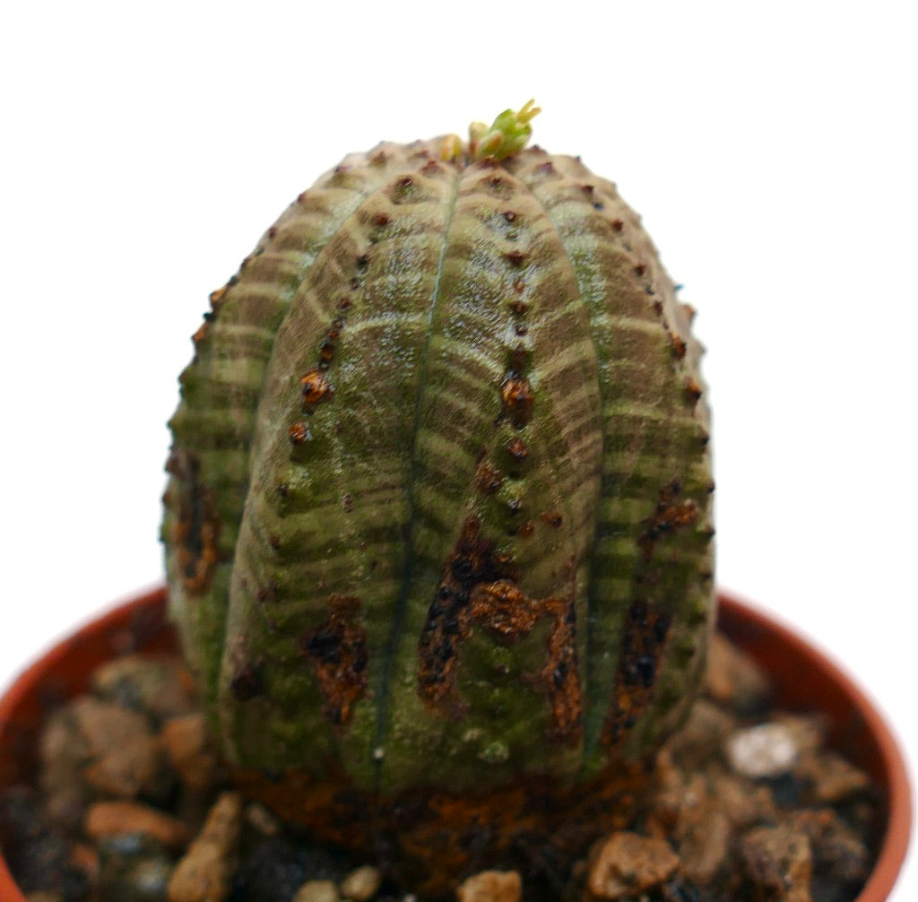 Euphorbia obesa raro succulento con corpo verde arrotondato e costolato e macchie marroni