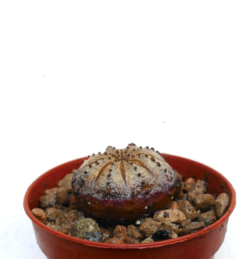 Euphorbia obesa succulent cactus with rounded ribbed body and small brown tubercles