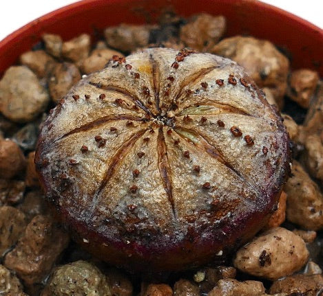 Euphorbia obesa succulent with rounded ribbed structure and small brown tubercles