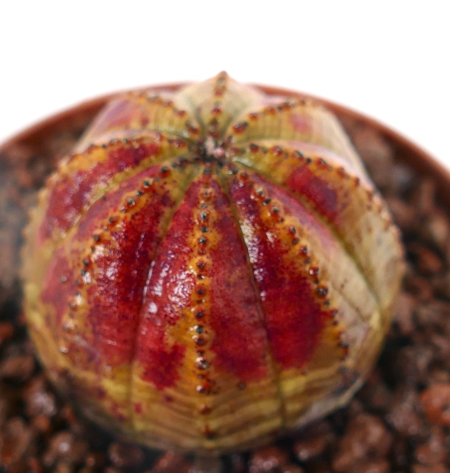 Euphorbia obesa sukkulent kaktus med røde og gule brokete ribber og små torner