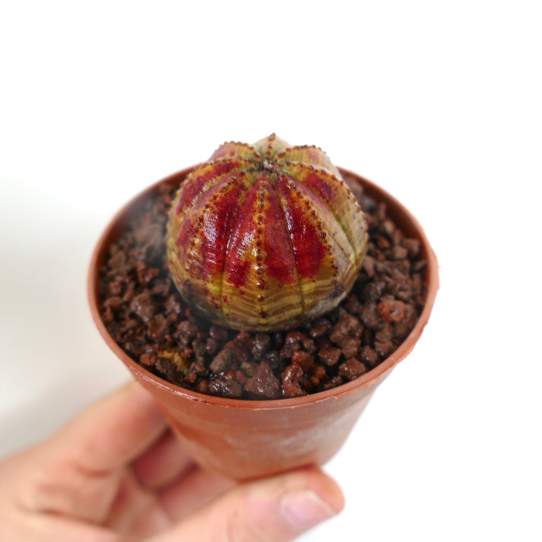 Euphorbia obesa liten saftig plante med avrundet form og rødt stripet mønster i potte