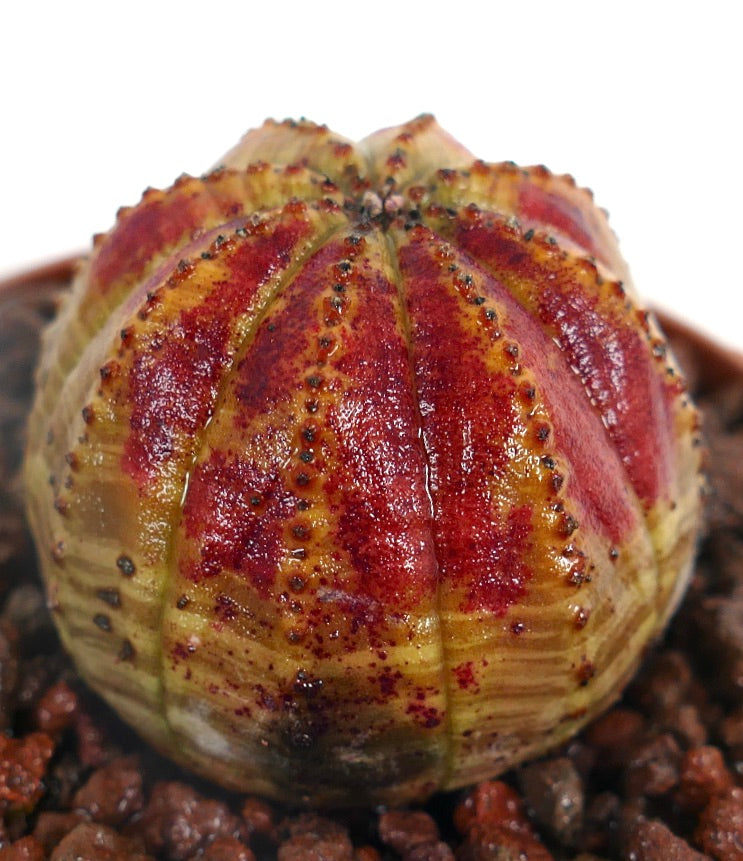 Euphorbia obesa sukkulent kaktus med røde, spraglete ribber og små svarte pigger