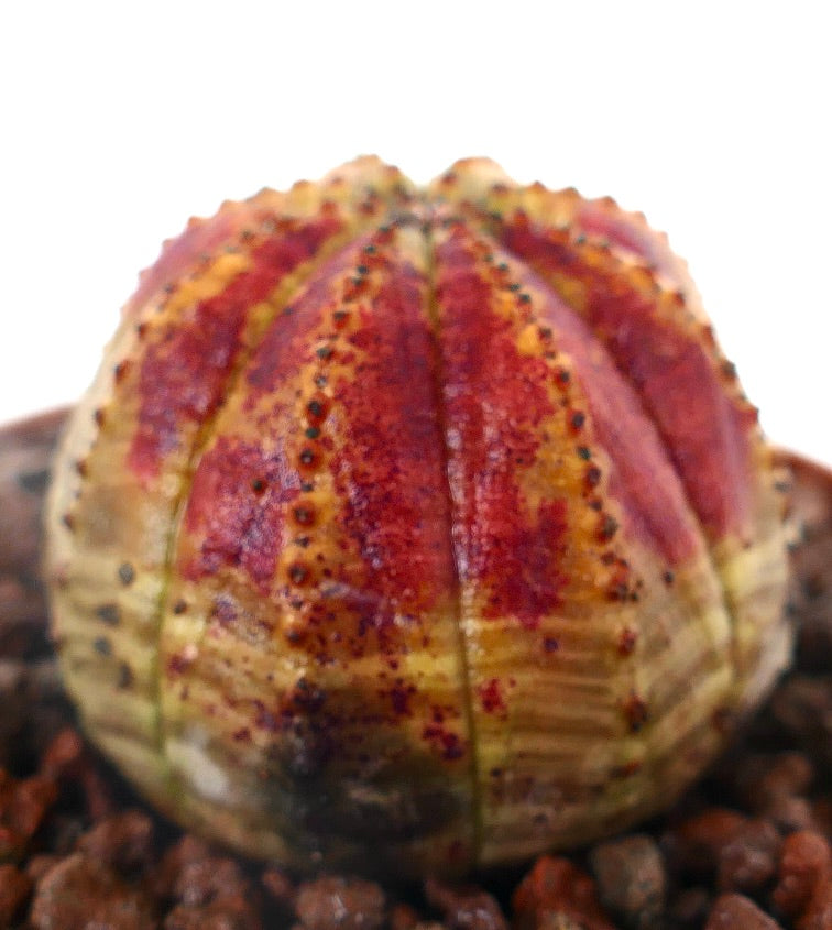 Euphorbia obesa sjelden sukkulent med rød og gul marmorerte teksturerte ribber