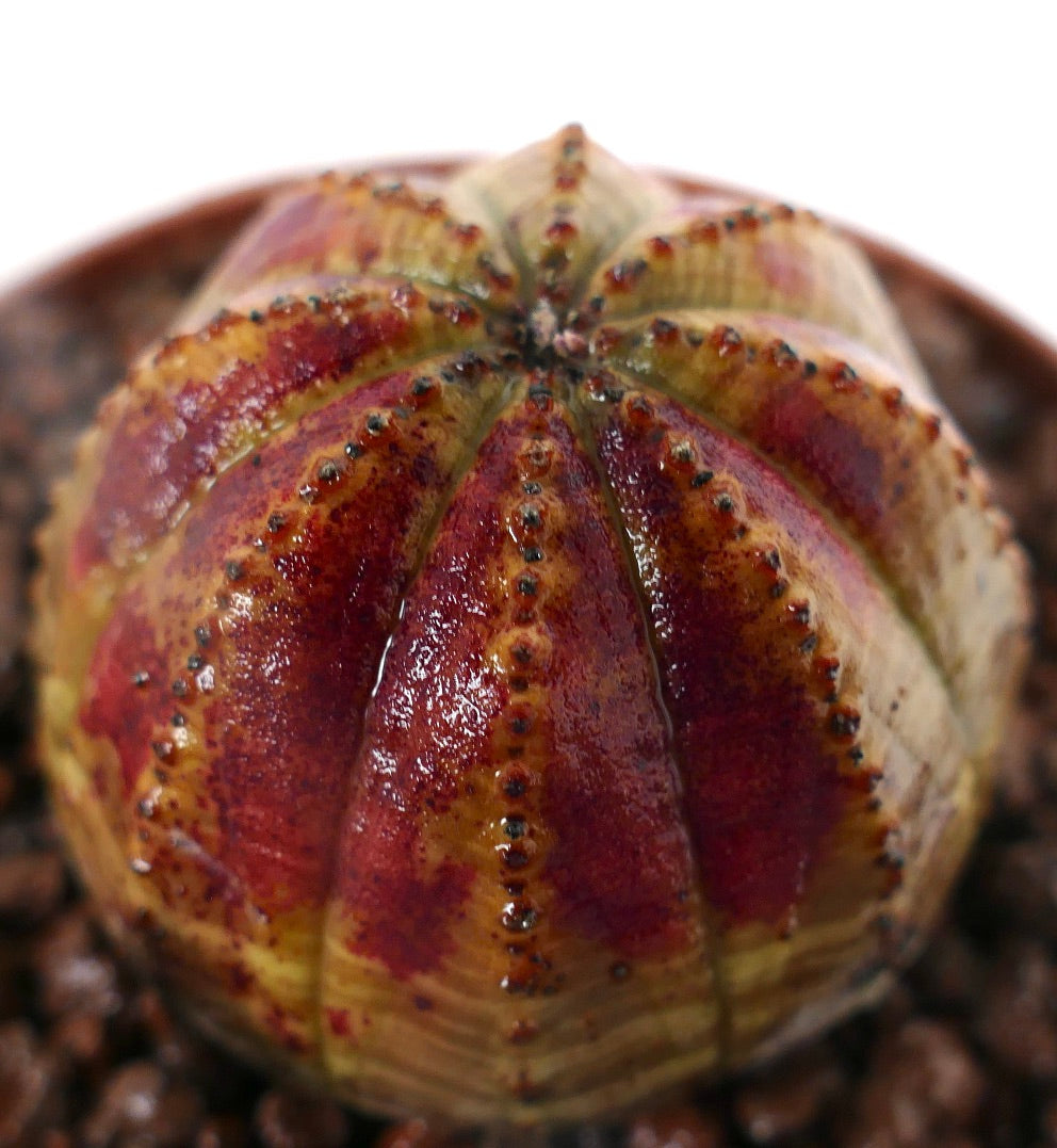 Euphorbia obesa sukkulent med avrundet ribbet kropp og rødlige spraglete merker