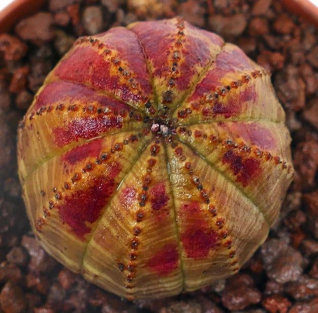 Euphorbia obesa sukkulent kaktus med røde markeringer og teksturert ribbet overflate