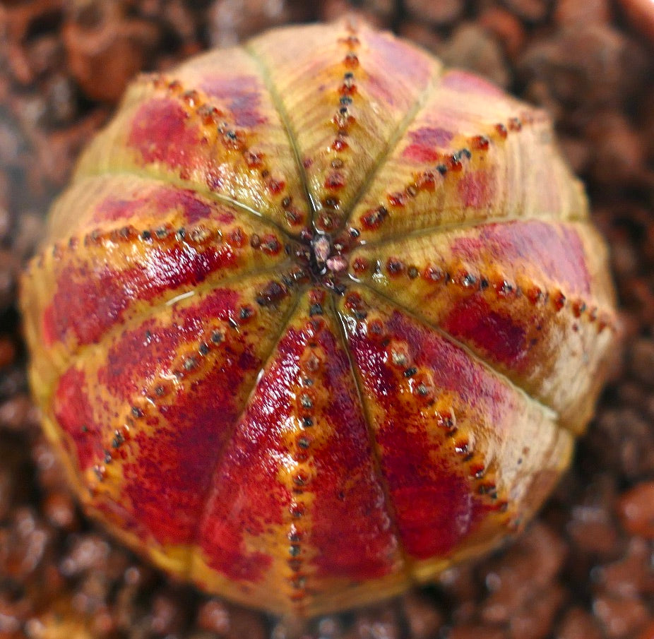 Euphorbia obesa sukkulent med rund form og karakteristiske røde merker på åsene