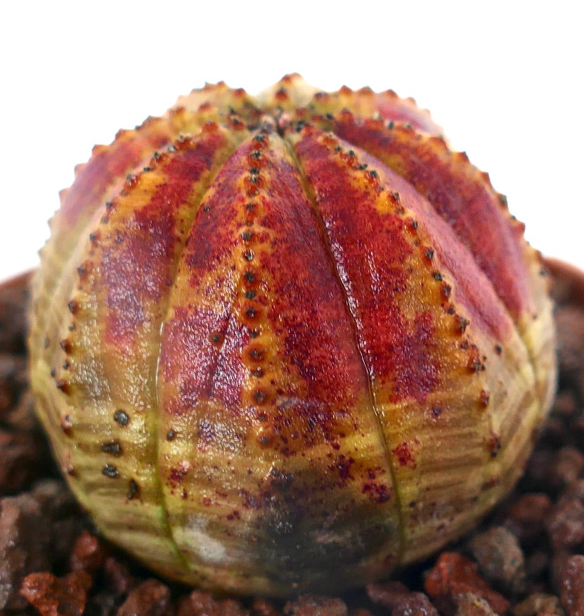 Euphorbia obesa sukkulent kaktus med rød og gul marmorert ribbet kropp og små knoller
