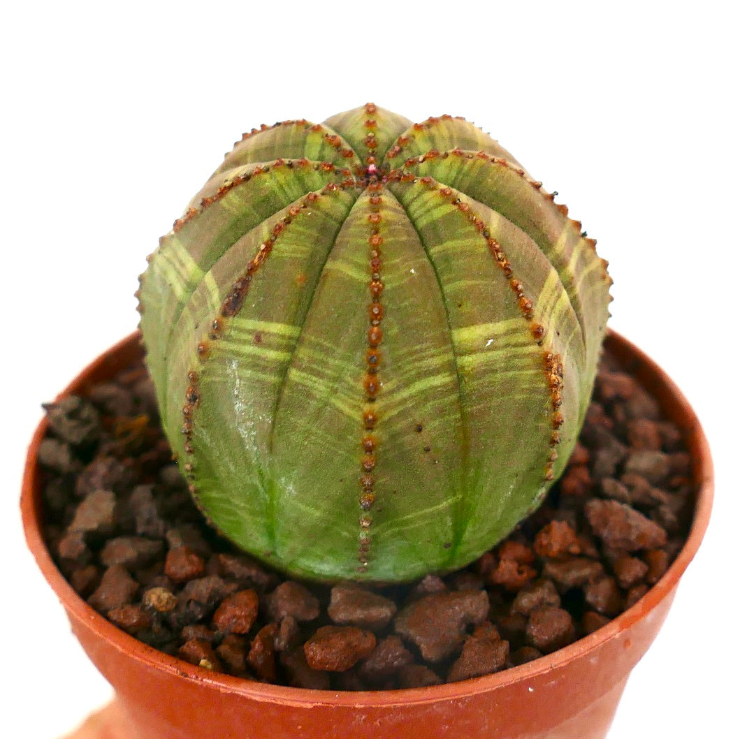 Euphorbia obesa SELECTED SLIGHTLY STRIATA 6TZ