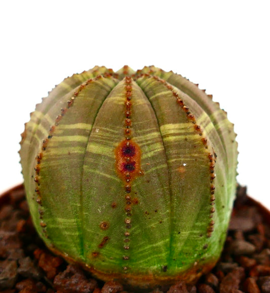 Euphorbia obesa SELECTED SLIGHTLY STRIATA 6TZ