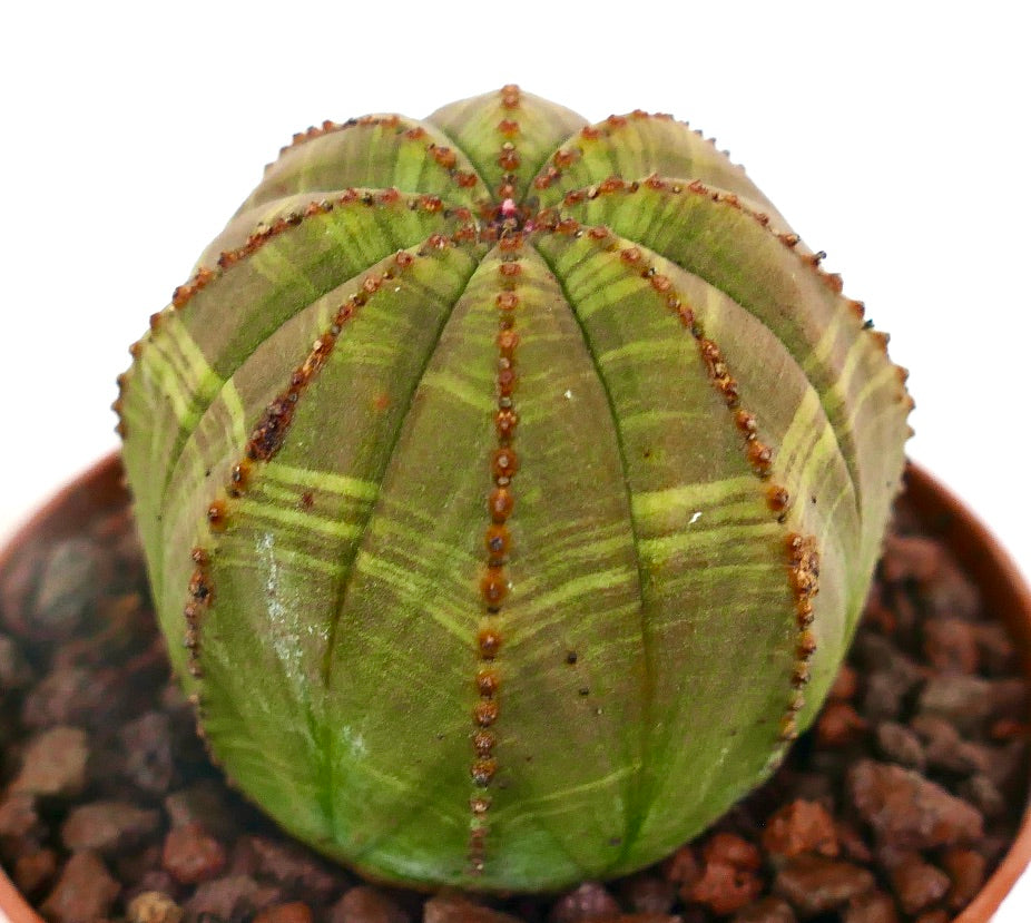 Euphorbia obesa SELECTED SLIGHTLY STRIATA 6TZ
