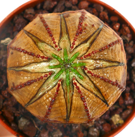 Euphorbia obesa seltener Sukkulent mit rundem, geripptem Aufbau und rotspitzigen Warzen