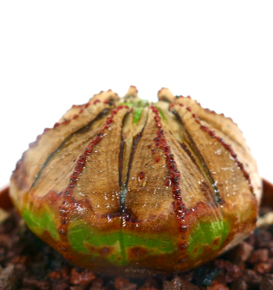 Euphorbia obesa Sukkulente mit rundem, geripptem Körper und grün-brauner, strukturierter Oberfläche