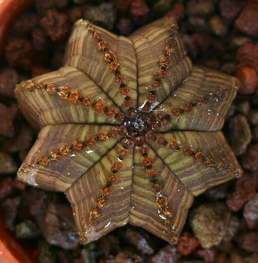 Euphorbia obesa succulent with star-shaped ribbed body and brownish-green striped texture