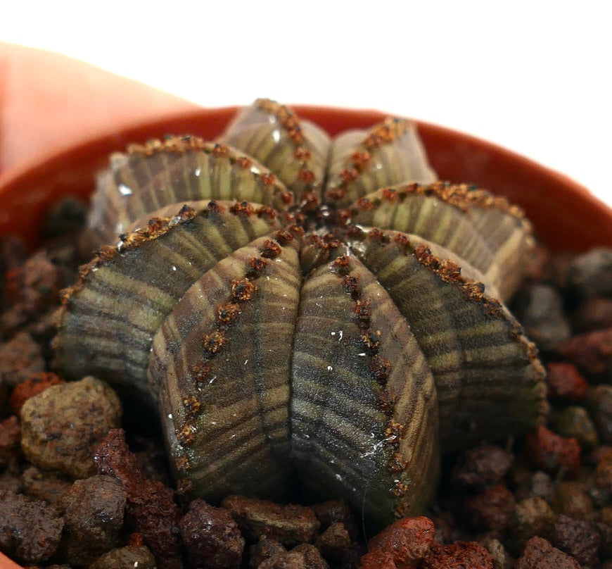 Suculenta Euphorbia obesa con cuerpo estriado en forma de estrella y pequeñas areolas marrones