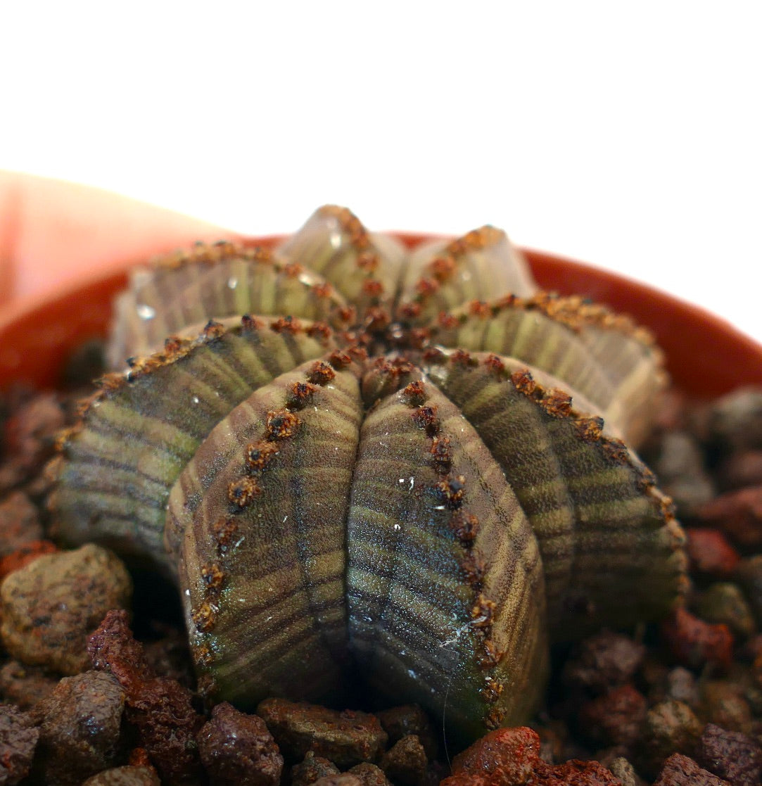 Euphorbia obesa suculenta con cactus de crestas en forma de estrella y areolas marrones en maceta