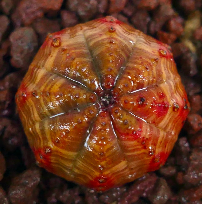 ユーフォルビア・オベサ　赤とオレンジの縞模様が入った希少な多肉植物で丸みのある形状