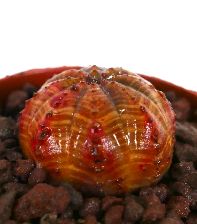 ユーフォルビア・オベサ・ストリアータ 多肉植物 リブ入りのオレンジと赤の斑入り模様