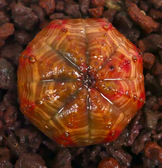 ユーフォルビア・オベサ・ストリアタ 多肉植物 リブのあるオレンジと赤の斑入り模様