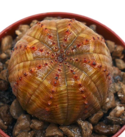 Suculenta Euphorbia obesa con cuerpo esférico marrón con rayas y pequeños tubérculos rojos