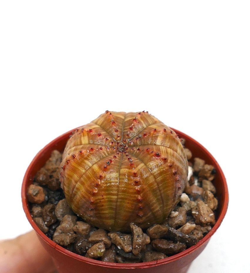 Euphorbia obesa striata rare succulent with ribbed brownish-green body and small red tubercles