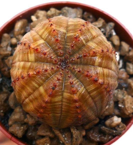 Euphorbia obesa suculenta cactus con rayas marrones y pequeñas espinas rojas en maceta