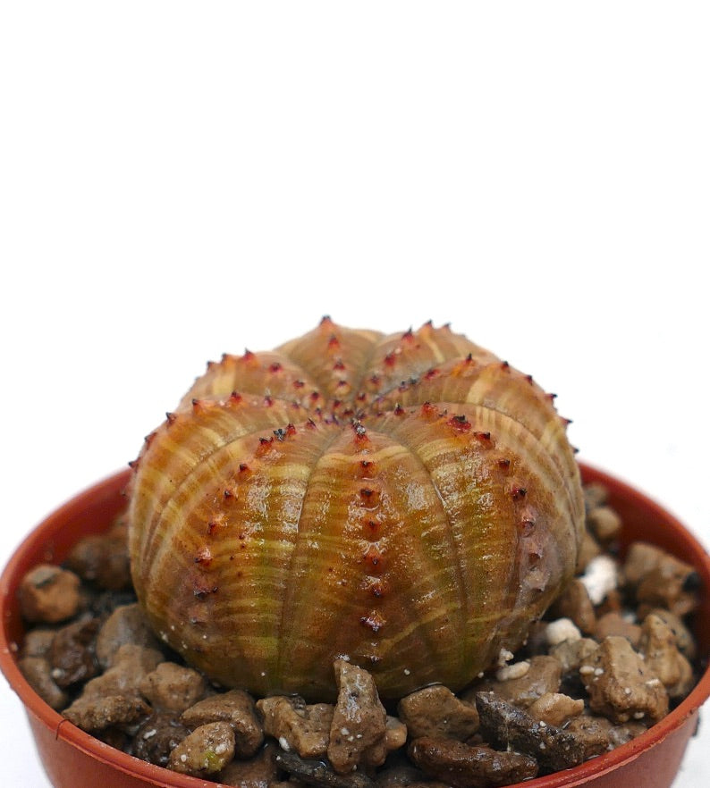 Euphorbia obesa striped succulent with rounded ribbed body and small spines