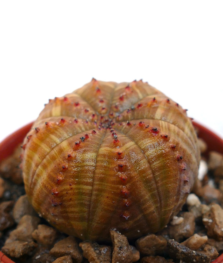 Euphorbia obesa striata succulent with ribbed, rounded body and small red-tipped tubercles