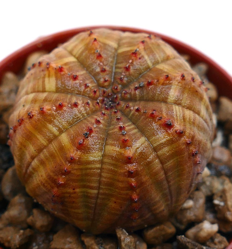 Euphorbia obesa striata succulent with rounded ribbed body and small red-tipped tubercles