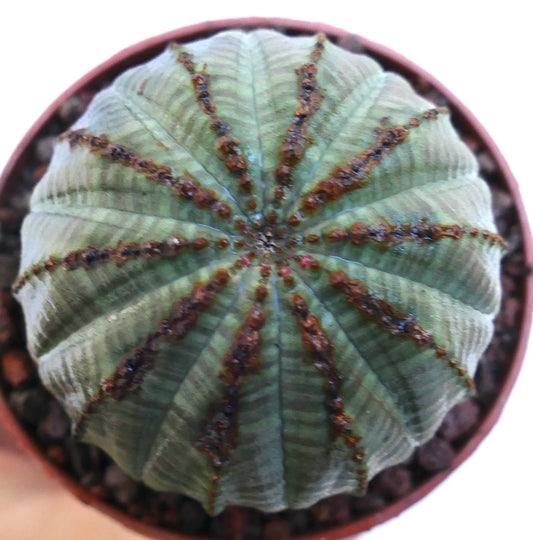 Cacto suculento Euphorbia obesa com corpo arredondado e costelas, e aréolas castanhas em vaso pequeno
