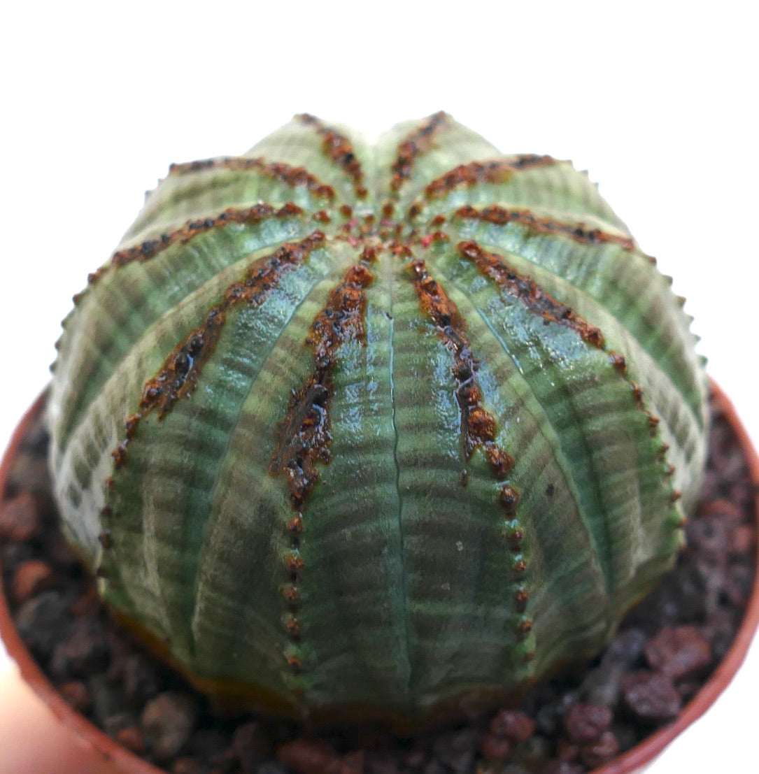 Euphorbia obesa suculenta cacto com corpo verde arredondado e estriado e aréolas castanhas