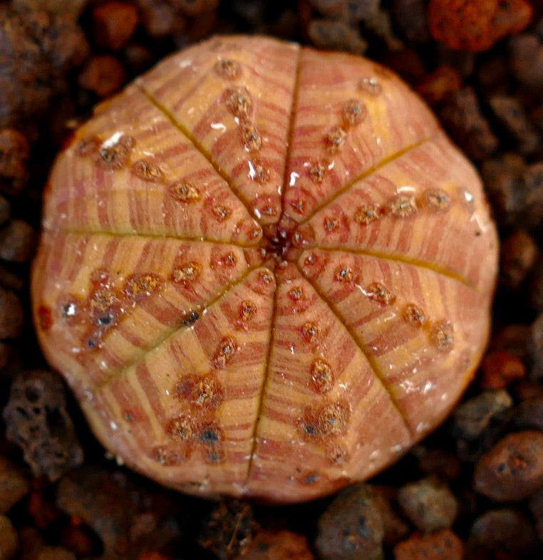 Suculenta Euphorbia obesa con cuerpo redondeado acanalado y superficie texturizada sobre suelo volcánico