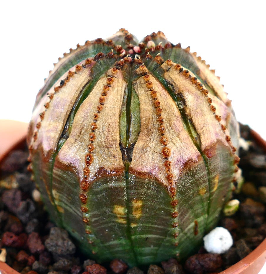 Close-up of Euphorbia obesa in a pot, showing its rounded green body with vertical ridges, brown markings, and small rows of tubercles.