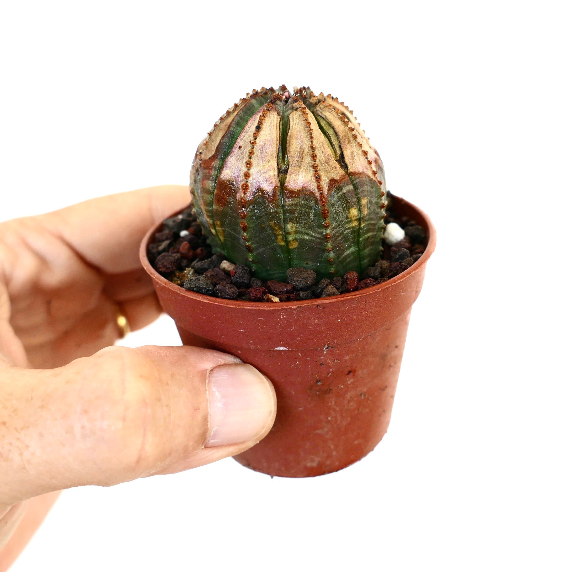 Euphorbia obesa in a small brown plastic pot, spherical with ribbed segments and brownish markings, held in a person’s hand.