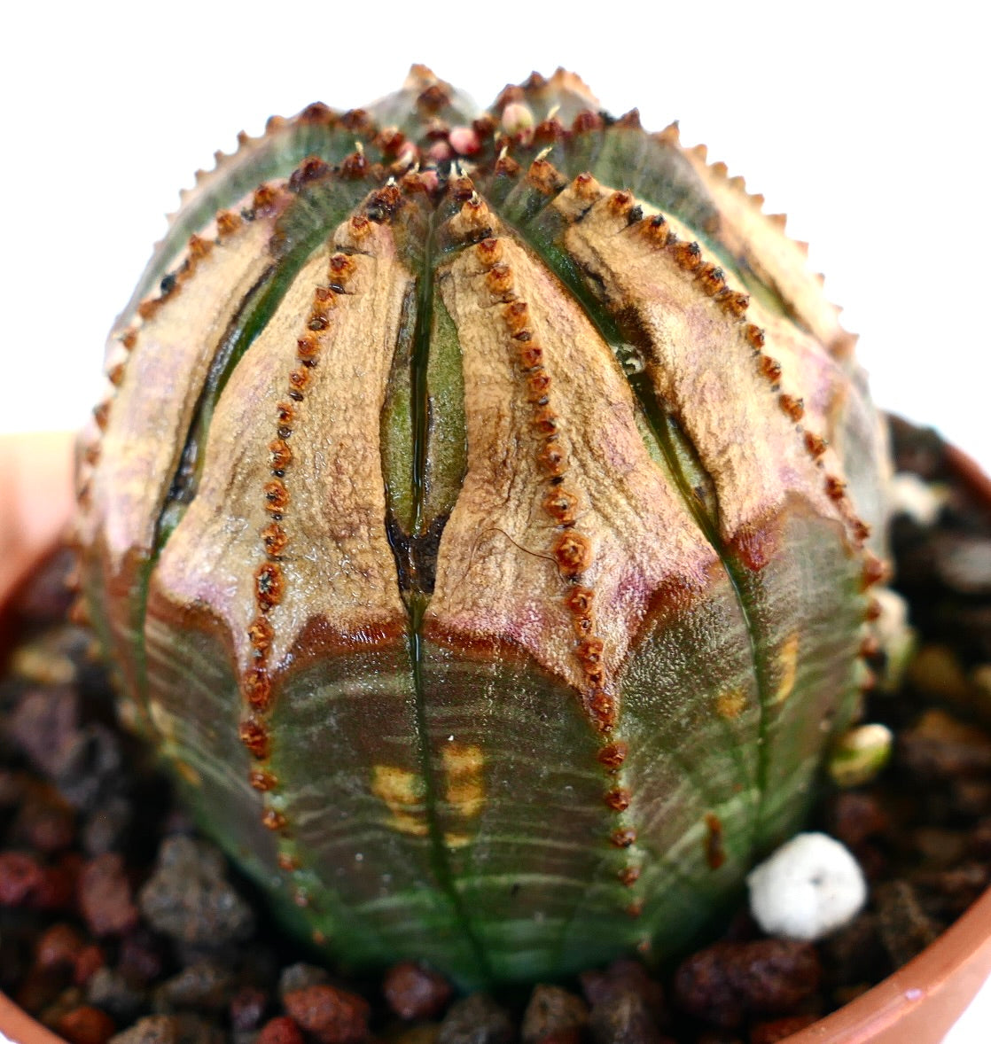 Detailed close-up of Euphorbia obesa showing its striped ridges, mix of green and brown tones, and slightly cracked surface.