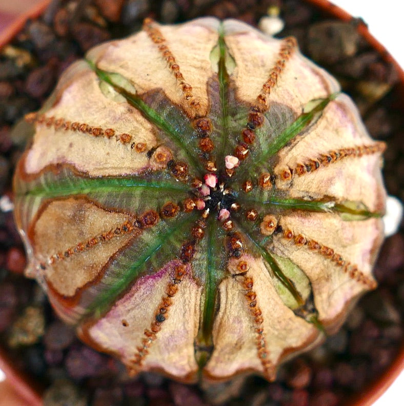 Overhead view of Euphorbia obesa, displaying its round star-like pattern formed by ribbed segments and brown ridges.