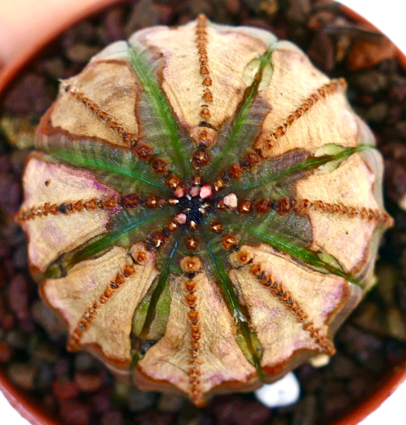 Euphorbia obesa viewed from above, with a symmetrical ribbed shape, alternating green and brown sections, and small tubercles along the ridges.