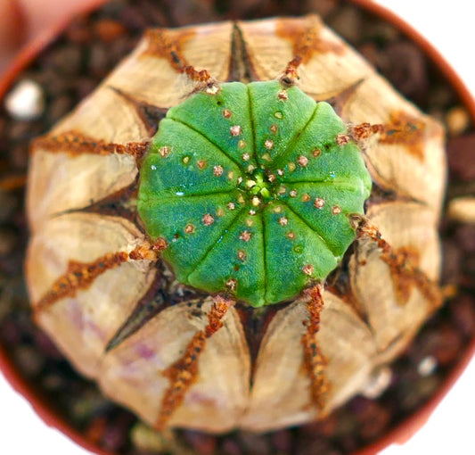 Euphorbia obesa succulent cactus with green top and dried brown ribs in pot