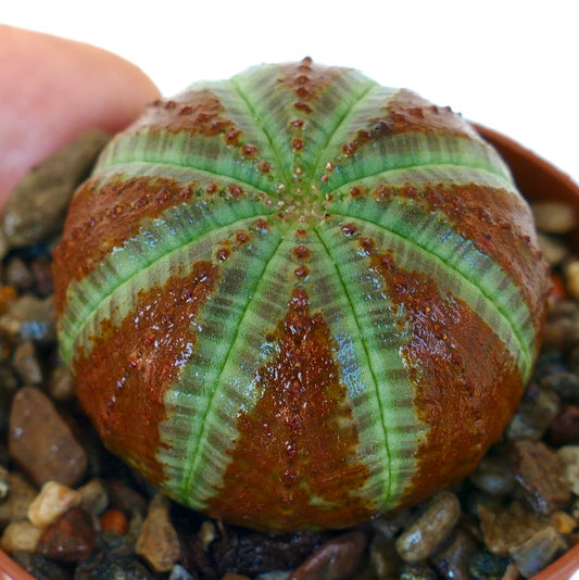 Close-up of Euphorbia obesa in a pot, showing its spherical ribbed body with alternating bright green stripes and wide reddish-brown patches.