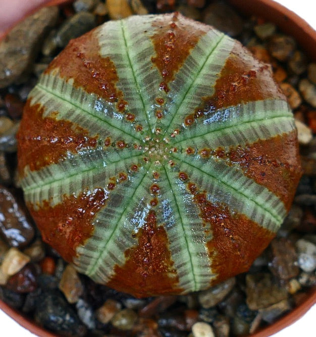 ユーフォルビア・オベサのトップビュー。星形の肋骨構造が際立ち、生き生きとした緑の帯が暗い赤褐色の部分と対比をなしています。